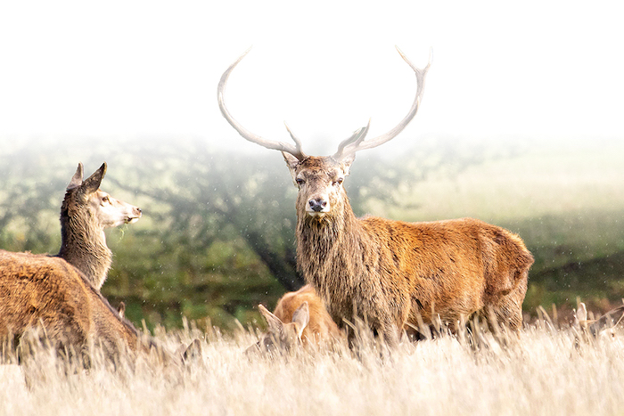 L’exil de Gratien (suite)