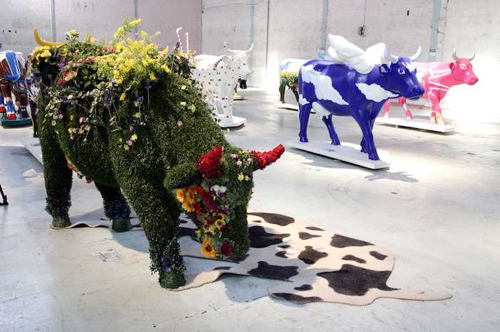 La politique de la vache