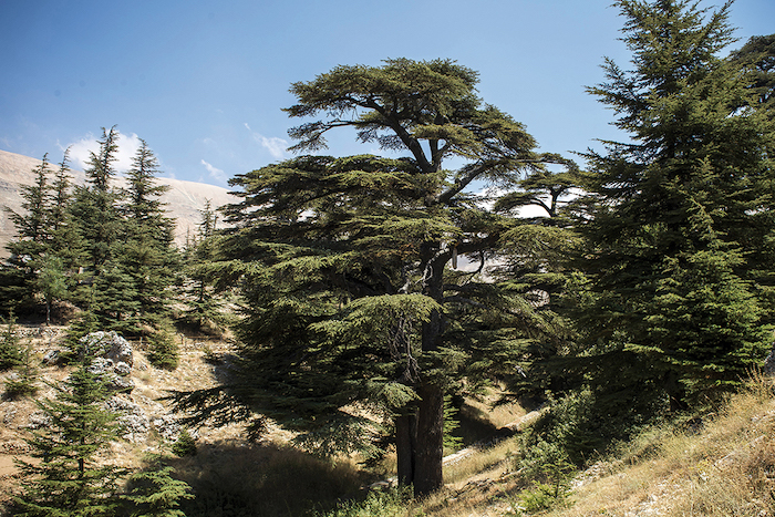 Les cèdres du Liban en ont vu d’autres