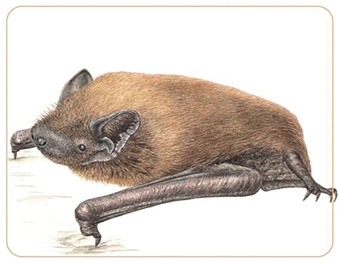 Être chauve-souris